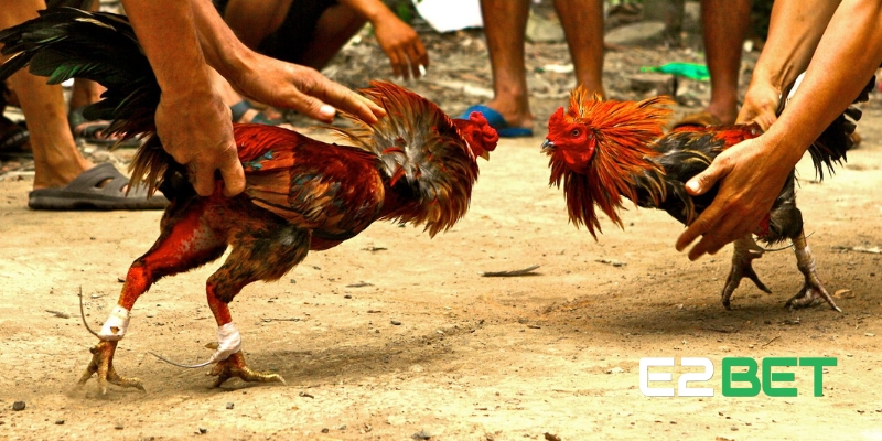 Tổng quan về đá gà cựa sắt
